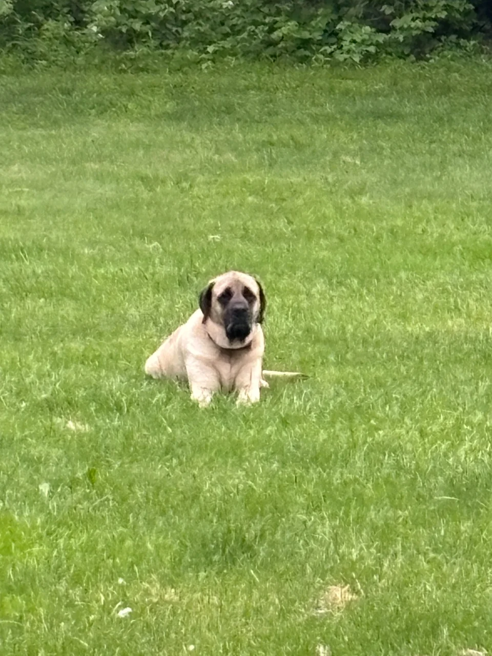 Mastiff resting in tall green grass